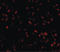 Transmembrane Protein 214 antibody, LS-C108568, Lifespan Biosciences, Immunofluorescence image 