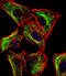 ATP Synthase Peripheral Stalk Subunit F6 antibody, abx026826, Abbexa, Immunocytochemistry image 