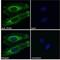 Transforming Growth Factor Beta Induced antibody, NBP1-47215, Novus Biologicals, Immunofluorescence image 