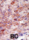 Tyrosine 3-Monooxygenase/Tryptophan 5-Monooxygenase Activation Protein Beta antibody, abx033917, Abbexa, Western Blot image 