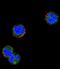 Killer Cell Lectin Like Receptor C1 antibody, LS-C165590, Lifespan Biosciences, Immunofluorescence image 