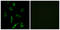 Olfactory Receptor Family 5 Subfamily B Member 3 antibody, LS-C120887, Lifespan Biosciences, Immunofluorescence image 