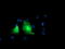 Phosphofructokinase, Platelet antibody, TA503985, Origene, Immunofluorescence image 