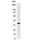 Annexin A10 antibody, R31188, NSJ Bioreagents, Western Blot image 