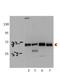 Protein Kinase AMP-Activated Catalytic Subunit Alpha 2 antibody, NBP1-56322, Novus Biologicals, Western Blot image 