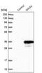 GINS Complex Subunit 4 antibody, PA5-55350, Invitrogen Antibodies, Western Blot image 