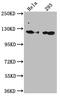 Ring Finger Protein 20 antibody, CSB-RA227095A0HU, Cusabio, Western Blot image 