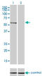 Protein Phosphatase, Mg2+/Mn2+ Dependent 1B antibody, LS-C197966, Lifespan Biosciences, Western Blot image 