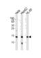 Histone Cluster 1 H2A Family Member M antibody, 61-041, ProSci, Western Blot image 