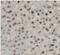 TRX1 antibody, FNab09033, FineTest, Immunohistochemistry frozen image 