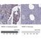 Transient Receptor Potential Cation Channel Subfamily M Member 7 antibody, NBP2-58525, Novus Biologicals, Immunohistochemistry paraffin image 