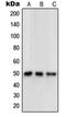 Opioid Receptor Delta 1 antibody, orb214345, Biorbyt, Western Blot image 