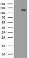 Myoneurin antibody, LS-C175175, Lifespan Biosciences, Western Blot image 