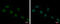 High Mobility Group Box 1 antibody, GTX112959, GeneTex, Immunocytochemistry image 