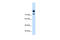 Myotubularin Related Protein 1 antibody, 29-705, ProSci, Enzyme Linked Immunosorbent Assay image 