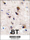 Protein kinase C gamma type antibody, 62-595, ProSci, Immunohistochemistry paraffin image 