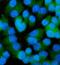 Papillary thyroid carcinoma-encoded protein antibody, PB10050, Boster Biological Technology, Immunofluorescence image 