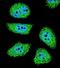 P21 (RAC1) Activated Kinase 6 antibody, PA5-35107, Invitrogen Antibodies, Immunofluorescence image 