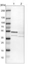 DNA Polymerase Delta Interacting Protein 3 antibody, NBP1-92392, Novus Biologicals, Western Blot image 