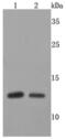 FKBP Prolyl Isomerase 1A antibody, NBP2-66847, Novus Biologicals, Western Blot image 