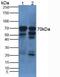 Alpha Fetoprotein antibody, MBS2005831, MyBioSource, Western Blot image 