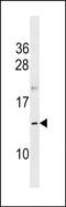 Oocyte-secreted protein 1 homolog antibody, PA5-49127, Invitrogen Antibodies, Western Blot image 