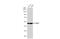 Enolase 1 antibody, NBP2-43702, Novus Biologicals, Western Blot image 