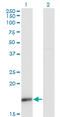 Ubiquitin Like 4A antibody, LS-C198541, Lifespan Biosciences, Western Blot image 