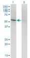 SLAM family member 5 antibody, H00008832-M01, Novus Biologicals, Western Blot image 