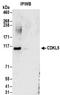 Cyclin Dependent Kinase Like 5 antibody, NBP2-32157, Novus Biologicals, Immunoprecipitation image 