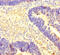 Coactivator Associated Arginine Methyltransferase 1 antibody, CSB-PA771462LA01HU, Cusabio, Immunohistochemistry paraffin image 