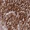 ATP Synthase Membrane Subunit G antibody, HPA044629, Atlas Antibodies, Immunohistochemistry frozen image 