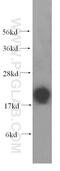 FXYD Domain Containing Ion Transport Regulator 6 antibody, 15805-1-AP, Proteintech Group, Western Blot image 