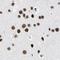 Family With Sequence Similarity 98 Member B antibody, PA5-52568, Invitrogen Antibodies, Immunohistochemistry paraffin image 