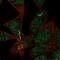 Transmembrane Protein 86A antibody, NBP2-33816, Novus Biologicals, Immunofluorescence image 