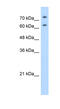 Nucleolin antibody, 29-351, ProSci, Enzyme Linked Immunosorbent Assay image 