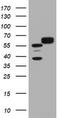 Heat Shock Protein Family D (Hsp60) Member 1 antibody, TA800847BM, Origene, Western Blot image 