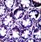 Phosphatase Domain Containing Paladin 1 antibody, LS-C165492, Lifespan Biosciences, Immunohistochemistry frozen image 
