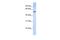 Tripartite Motif Containing 43 antibody, PA5-42355, Invitrogen Antibodies, Western Blot image 