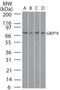 Heat Shock Protein Family A (Hsp70) Member 5 antibody, NB100-56411, Novus Biologicals, Western Blot image 