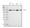 Calpain-1 catalytic subunit antibody, M01943-4, Boster Biological Technology, Western Blot image 