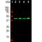 TAR DNA Binding Protein antibody, M01001-1, Boster Biological Technology, Western Blot image 