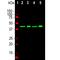 TAR DNA-binding protein 43 antibody, M01001-1, Boster Biological Technology, Western Blot image 