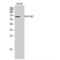 VICKZ family member 2 antibody, LS-C384064, Lifespan Biosciences, Western Blot image 