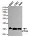 Caudal Type Homeobox 2 antibody, GTX49162, GeneTex, Western Blot image 