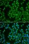 Mitogen-Activated Protein Kinase Kinase Kinase Kinase 3 antibody, LS-C349081, Lifespan Biosciences, Immunofluorescence image 