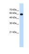 Cell Division Cycle 23 antibody, NBP1-55022, Novus Biologicals, Western Blot image 