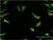 Retinol Binding Protein 7 antibody, MA5-24514, Invitrogen Antibodies, Immunofluorescence image 