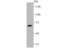CUB Domain Containing Protein 1 antibody, NBP2-75929, Novus Biologicals, Western Blot image 