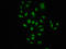 Raf-1 Proto-Oncogene, Serine/Threonine Kinase antibody, CSB-RA019284A621phHU, Cusabio, Immunofluorescence image 